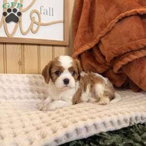 Cloe, Cavalier King Charles Spaniel Puppy